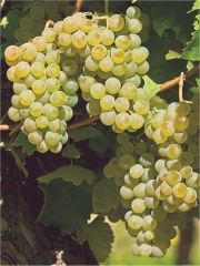 Un des cépages d'Armagnac
Photo : DR