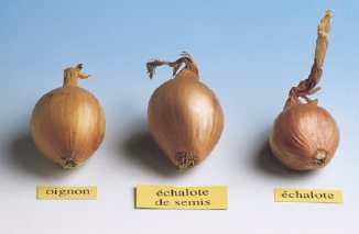 Oignon, Echalote de semis ou Echalote ?