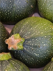 Courgettes rondes
Photo : DR