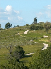 Vue des vignes dans le village de Passenans
Photo : © Hendrick Monnier