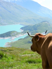 Bella dans la vallée de la Tarentaise
Photo : © SIA 2014