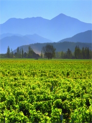 Vignoble de la région de Marlborough en Nouvelle-Zélande