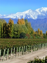 Vignoble de la région de Mendoza en Argentine