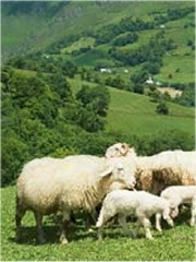 Agneau de Lait des Pyrénées IGP (10/2012)