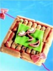 Un cerf-volant nommé Charlotte
Photo : © Les amis de la Charlotte