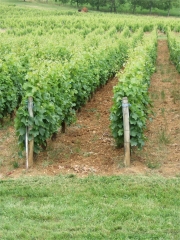 Vignes à Montigny-les-Arsures
Capitale de Trousseau / Photo : © 2009 - Cooking2000