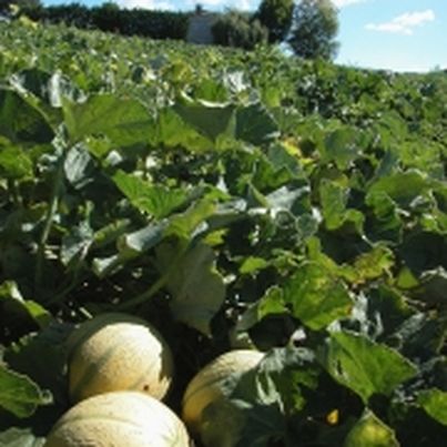 Le Melon Charentais Jaune