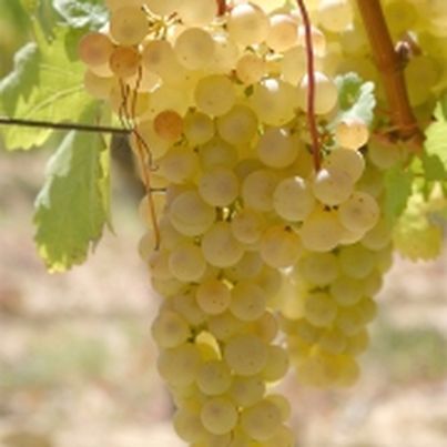 Chasselas de Moissac