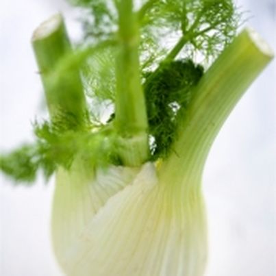 Recettes à base de fenouil